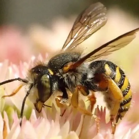 thumbnail for publication: European Wool Carder Bee, Anthidium manicatum (Linnaeus) (Insecta: Hymenoptera: Megachilidae)